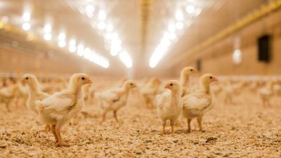 Harnessing the microbiome to enhance poultry health and food safety