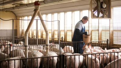 Pork producer feeding pigs