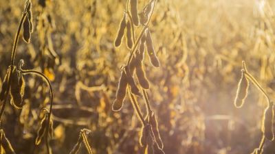 Inovações biotecnológicas melhoram solo e produtividade de grãos e algodão