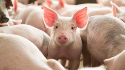 Mycotoxins and Pigs: A Meta-Analysis
