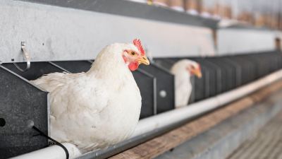 Trace Mineral Supplementation Strategies for Optimized Poultry Production