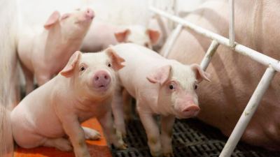 Optimizing gut health for young pigs with Levelset