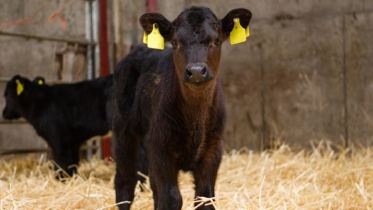 Image of calf in shed