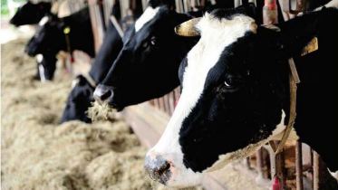 Image of cows at feed face