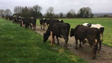 Dairy cows grazing