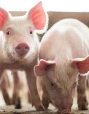 Solid success: supporting piglet health at weaning - Research PDF