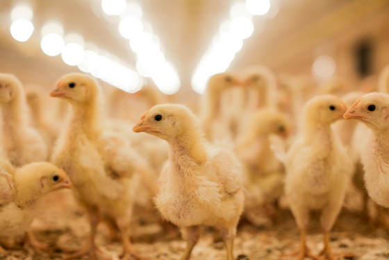 Alltech Poultry Advantage