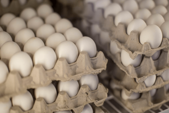 Sustainable egg production