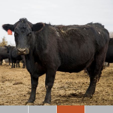 background cattle image