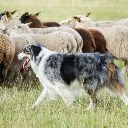 dog herding sheep