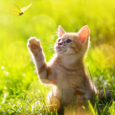 kitten reaching for butterfly