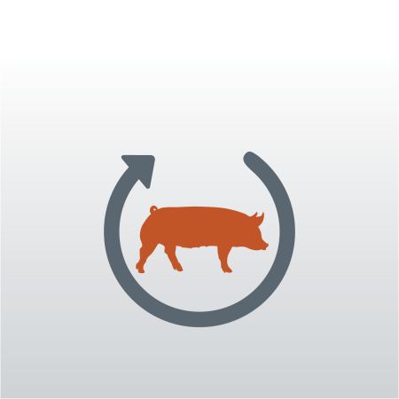 pig productivity and health icon