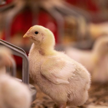 broiler chick photo