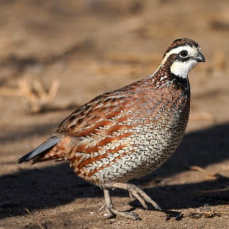 quail photo