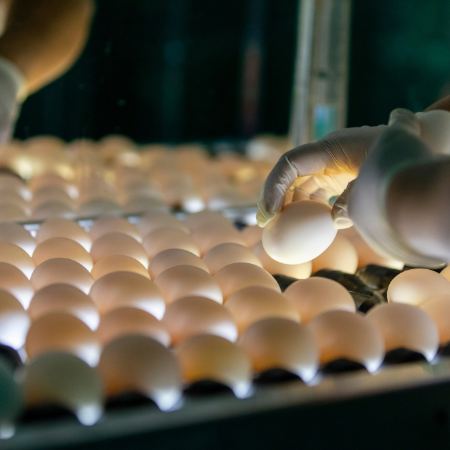 egg production photo