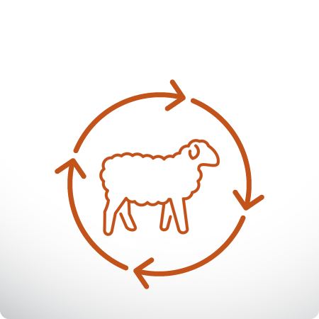 Sheep reproduction icon