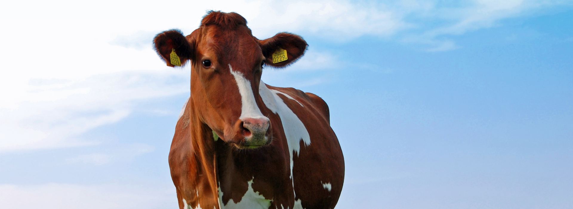 Roodbonte Holstein koe - Nederland 