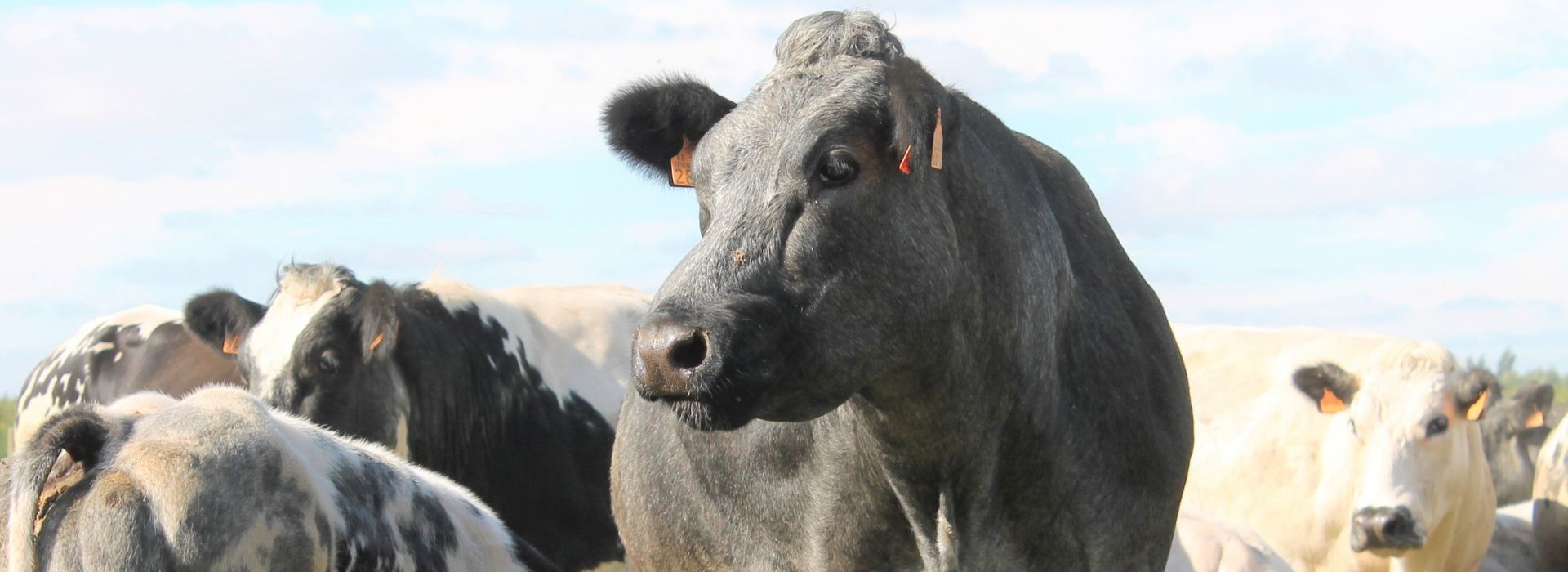 belgisch witblauwe koe en kalf vleesvee BWB