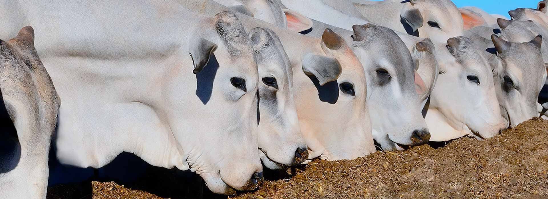 Alltech nutrição animal para gado de corte