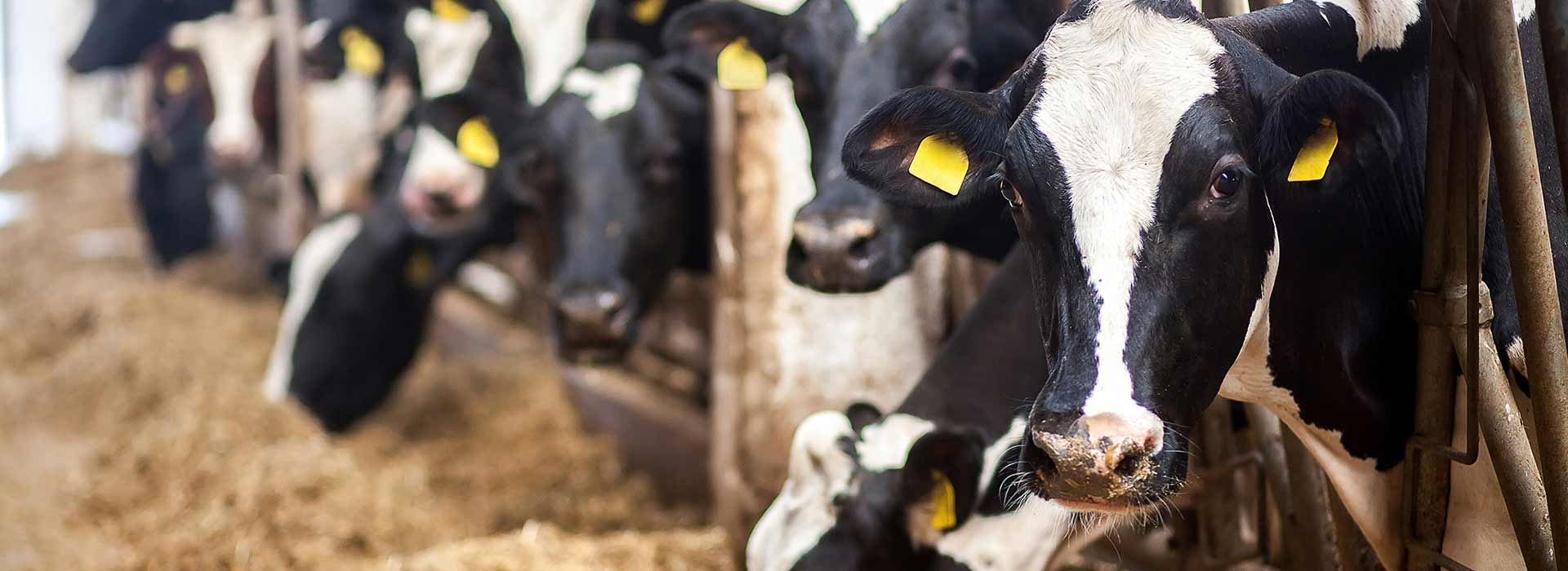Alltech nutrição animal para gado de leite