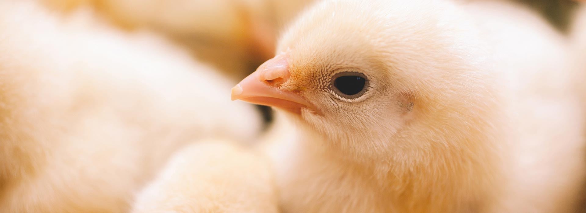 Alltech nutrição animal para avicultura