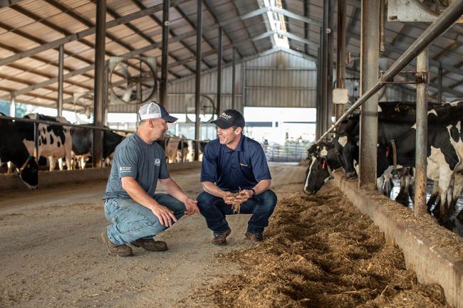 Alltech employee and farmer collaborating in dairy barn