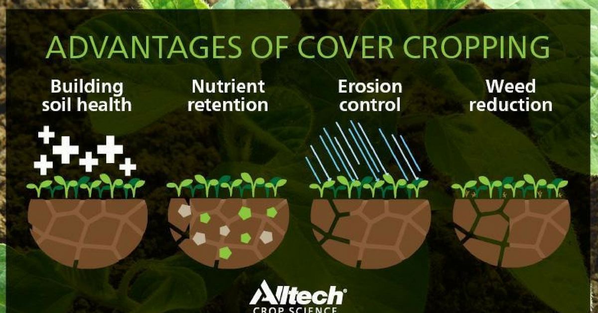 Incorporate cover crops for plant and soil health | Alltech