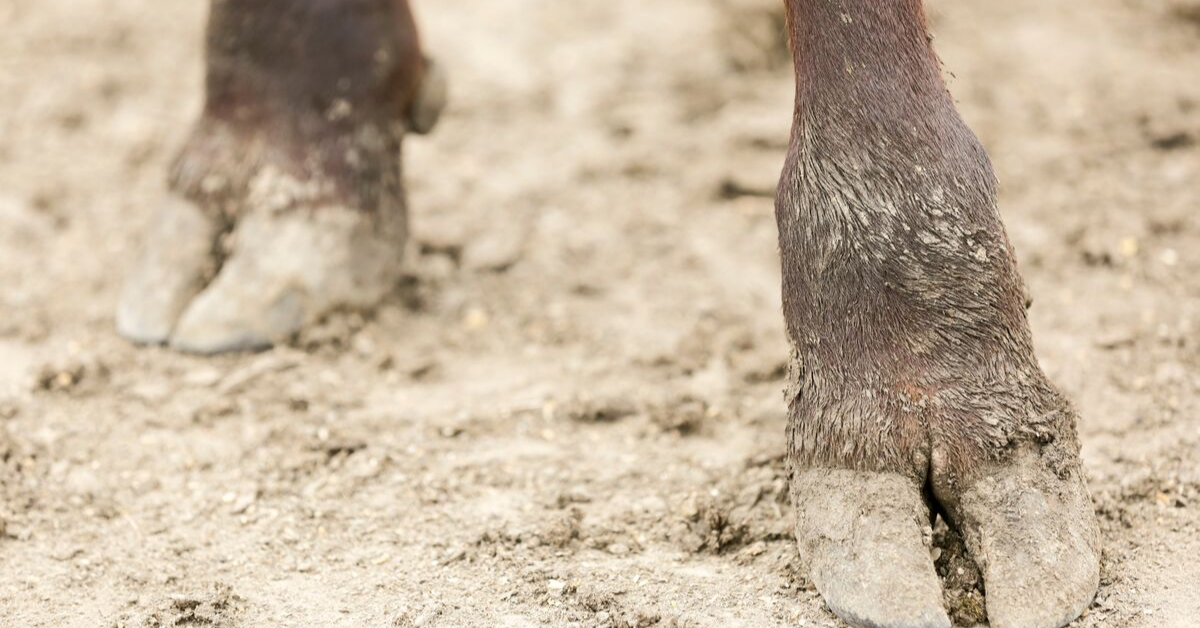 Five signs of foot rot and how you can stop it | Alltech