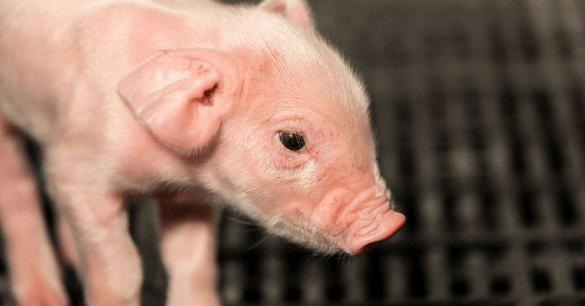Successful pig production without zinc oxide: How to thrive and survive |  Alltech