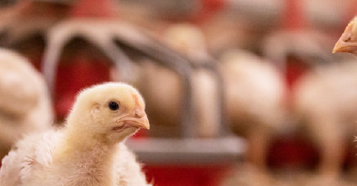 Poultry Health and Nutrition Additives | Alltech