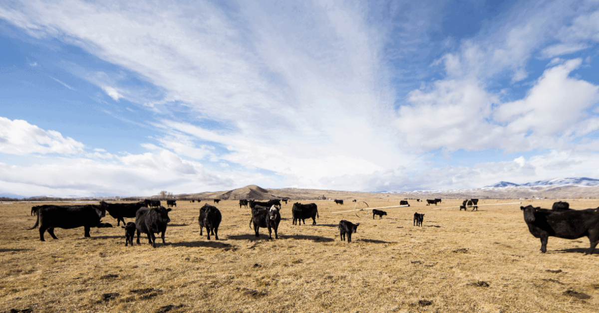 Clearing the air: Animal agriculture and greenhouse gases | Planet of Plenty