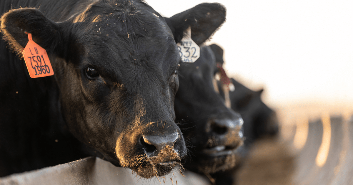 4 key areas that lead to heat stress in beef cattle | Alltech