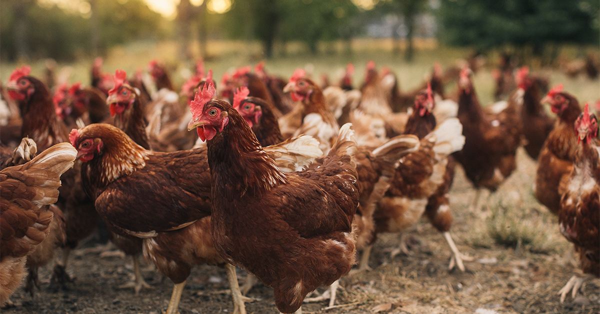 In first, Israeli scientists program hens to lay eggs that carry
